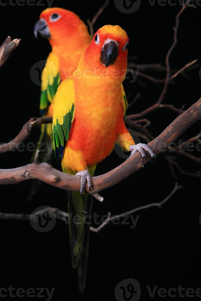 zonneparkiet papegaaien met een kijkend naar de kijker foto