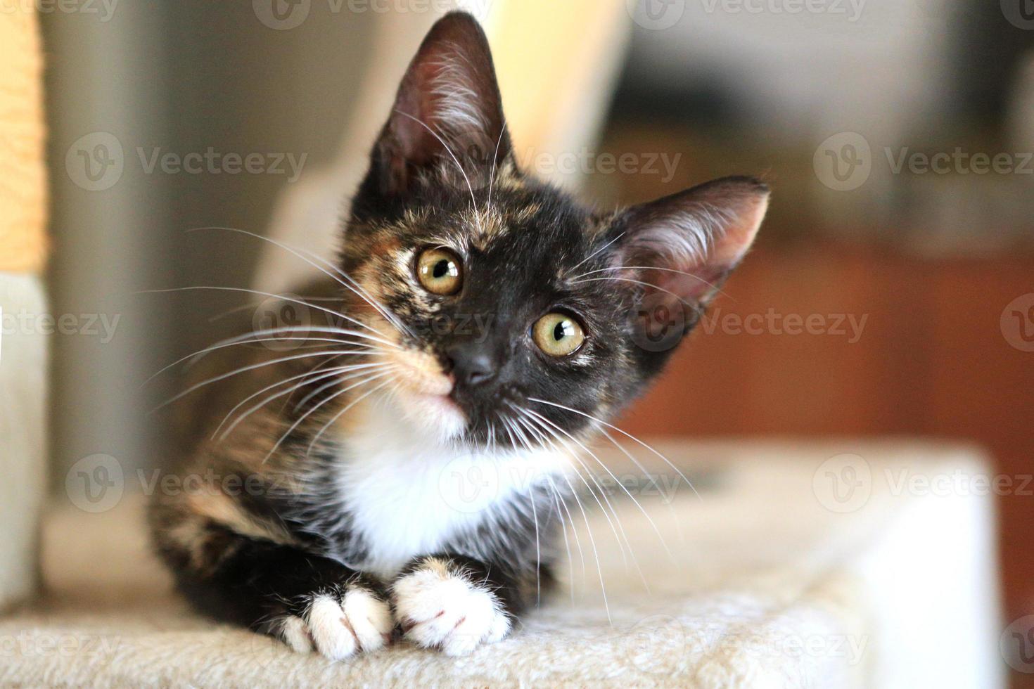 babykat zittend op speeltoren in natuurlijk licht foto