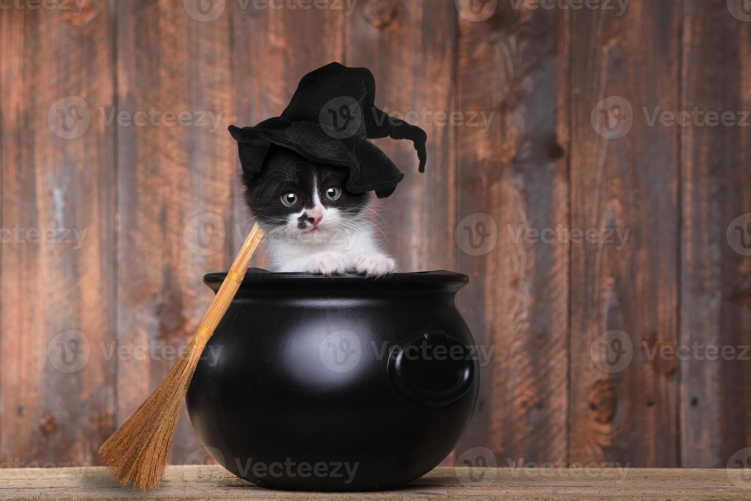 schattig katje verkleed als halloween-heks met hoed en bezem in ketel foto