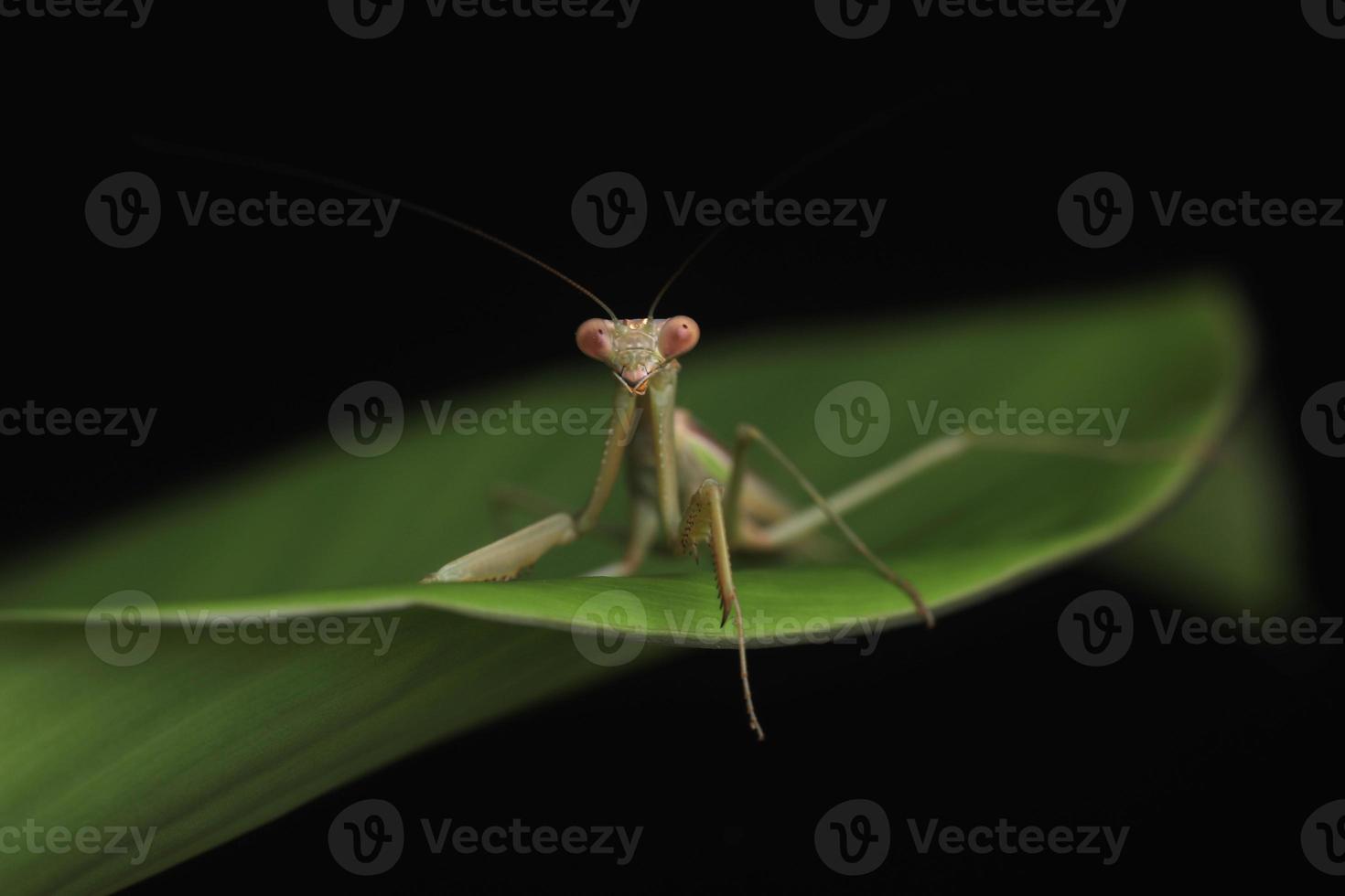 groene bidsprinkhaan op zwarte achtergrond foto