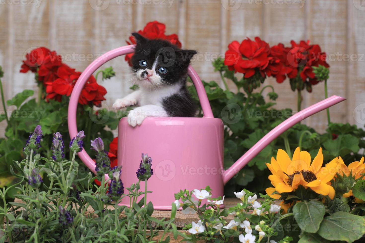 schattig 3 weken oud babykatje in een tuinomgeving foto