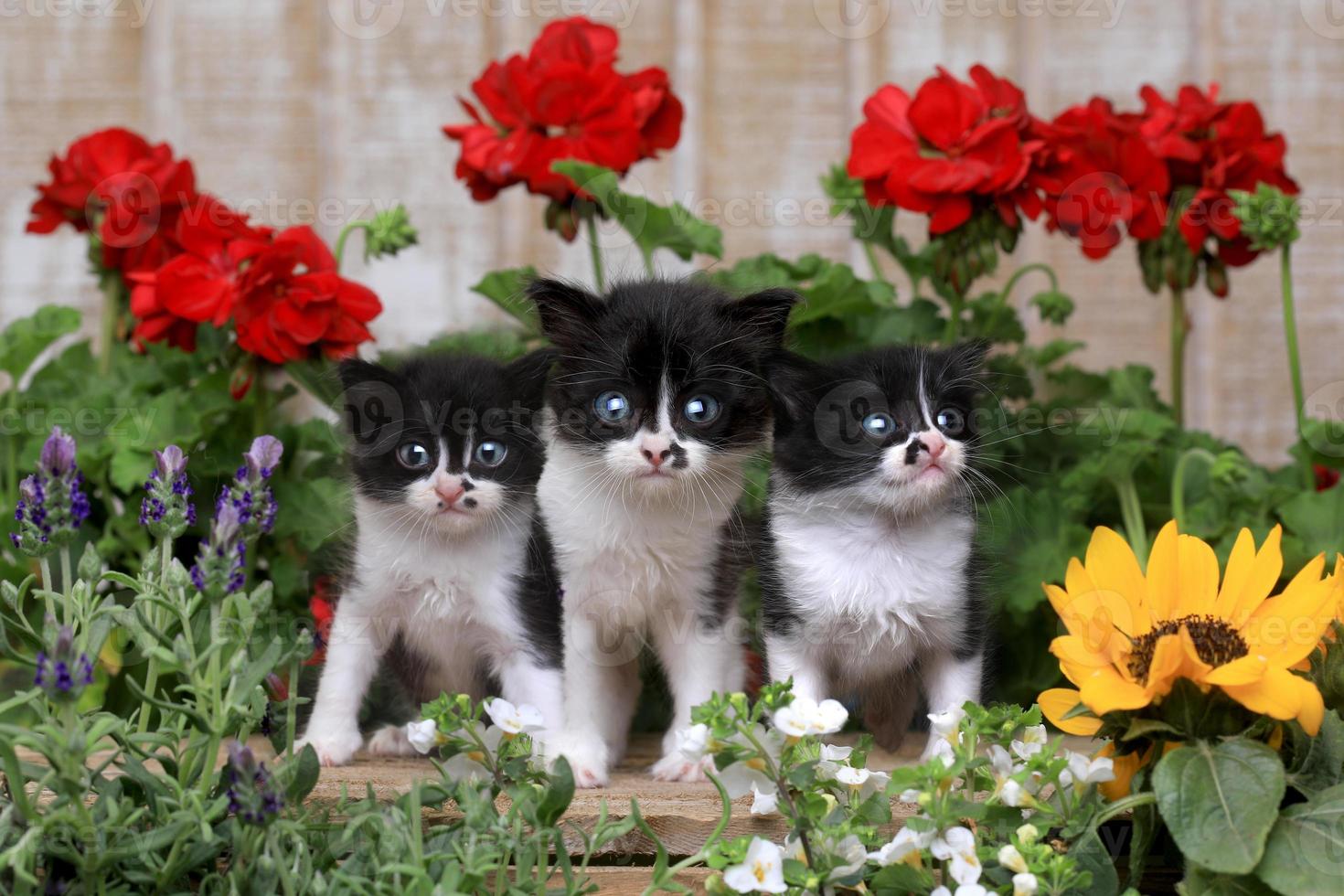 schattige kittens van 3 weken oud in een tuinomgeving foto