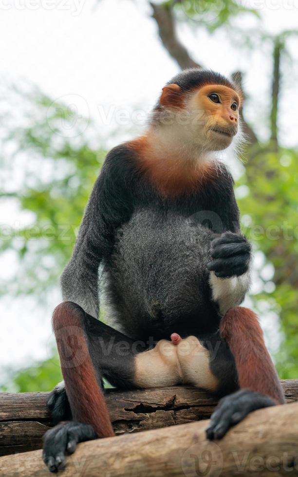 douc langur met rode schacht foto