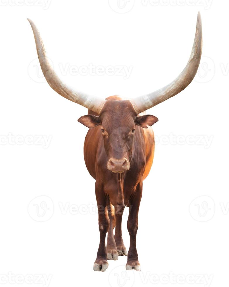 ankole watusi geïsoleerd op witte achtergrond foto