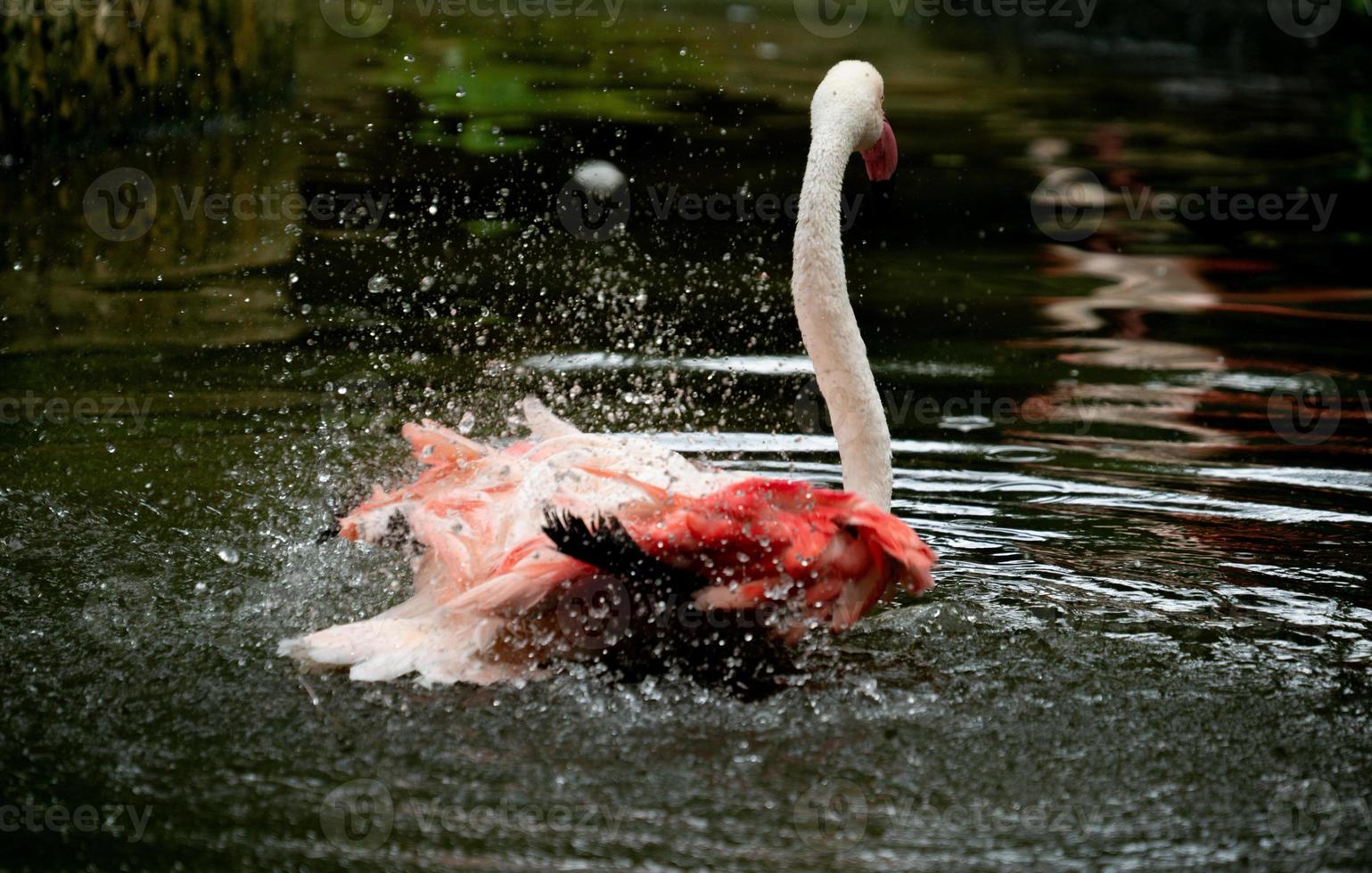 grotere flamingo phoenicopterus roseus in de rivier foto