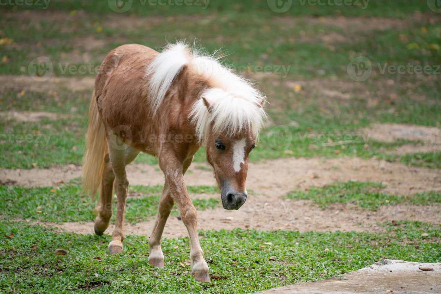 miniatuur paard in dierentuin foto