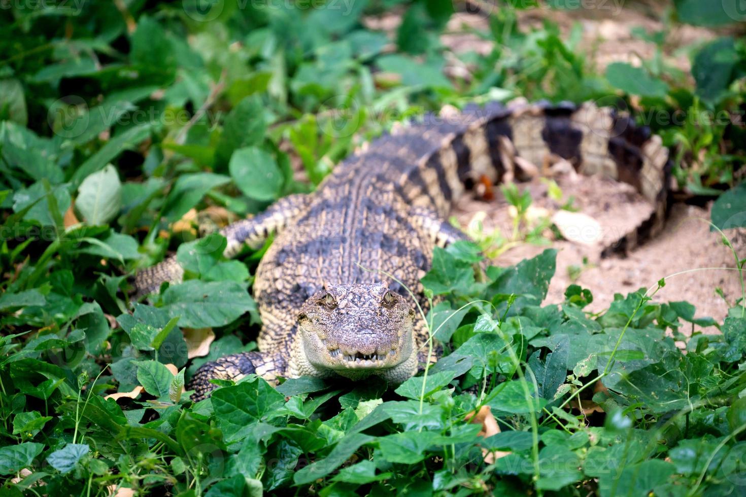 kleine krokodil verstopt in groen gras foto