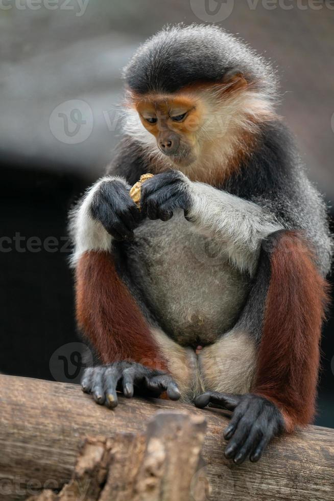 douc langur met rode schacht foto