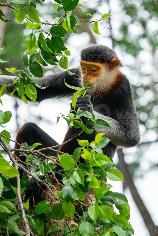 douc langur met rode schacht foto