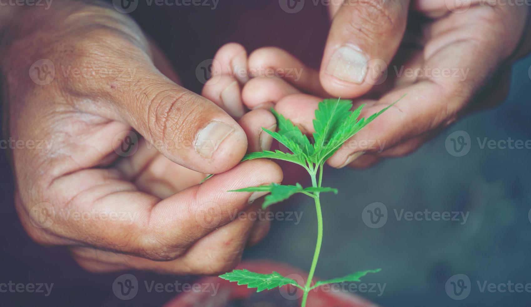 hand met marihuanablad foto