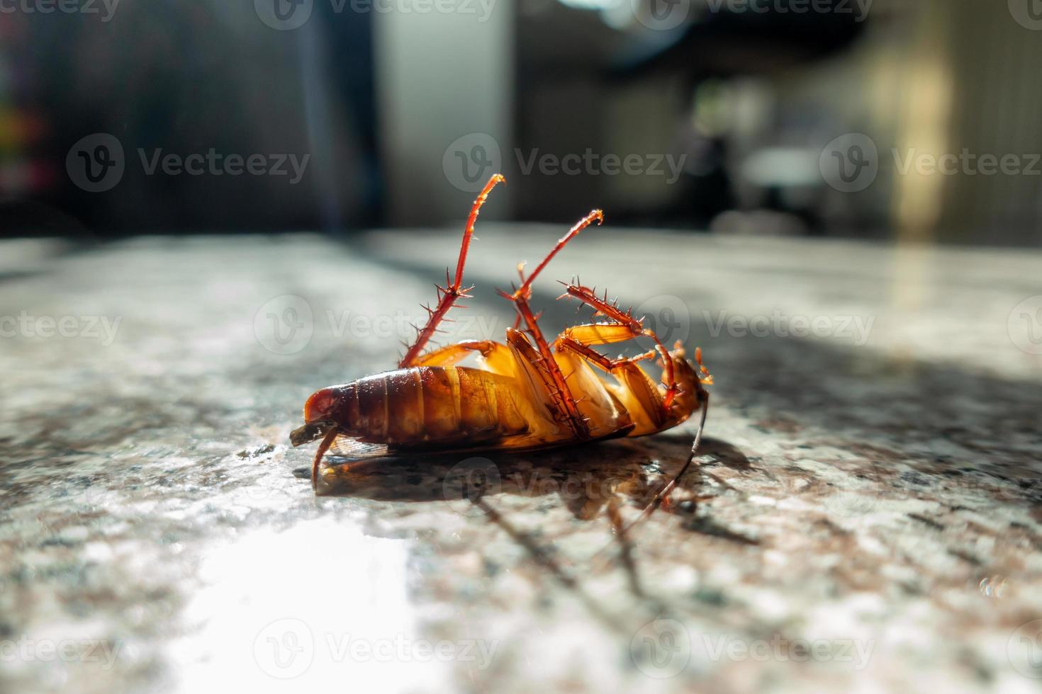 dode kakkerlak op vloer foto