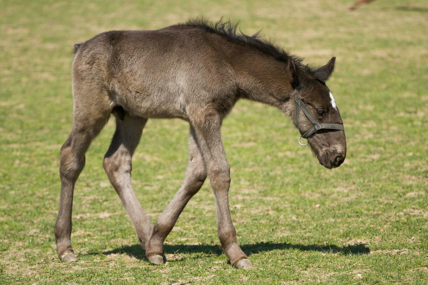 veulen van oud kladrub zwart paard foto