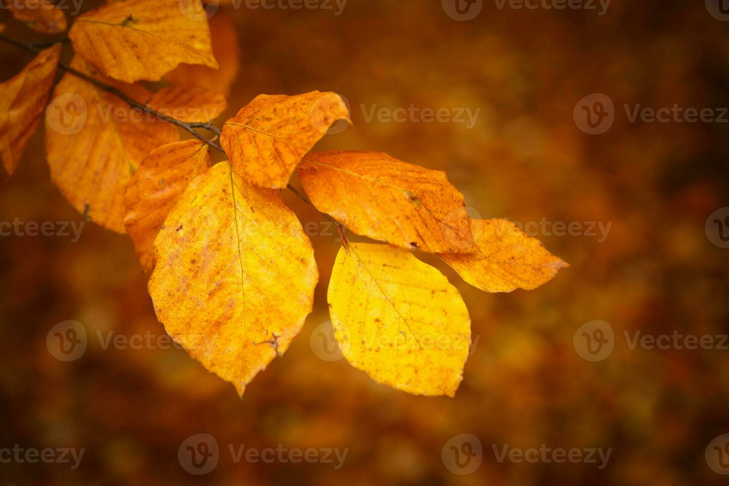 verzameling van prachtige kleurrijke herfstbladeren foto
