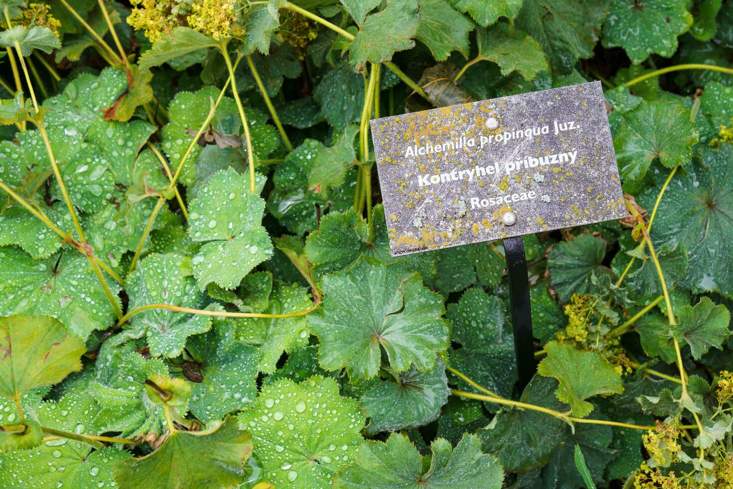 genezing kruiden fabriek alchemilla vulgaris, alchemilla glaucescens, alchemilla mollis, alchemilla propinqua foto