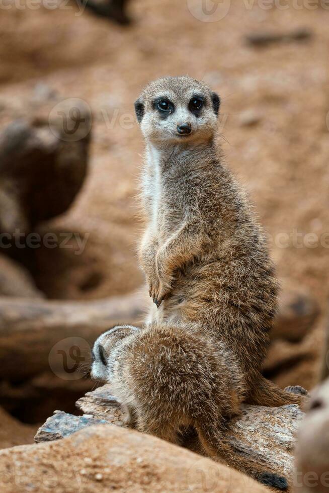 een verticaal schot van een schattig meerkat zittend Aan een hout deel. meerkat of suricate volwassen en jeugdig. foto
