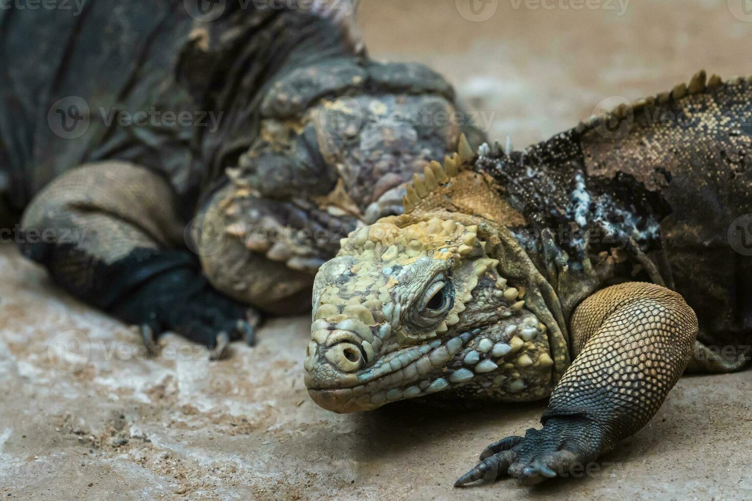 de Cubaans rots leguaan, cyclura nubila. Cubaans leguaan aan het liegen Aan de steen. foto