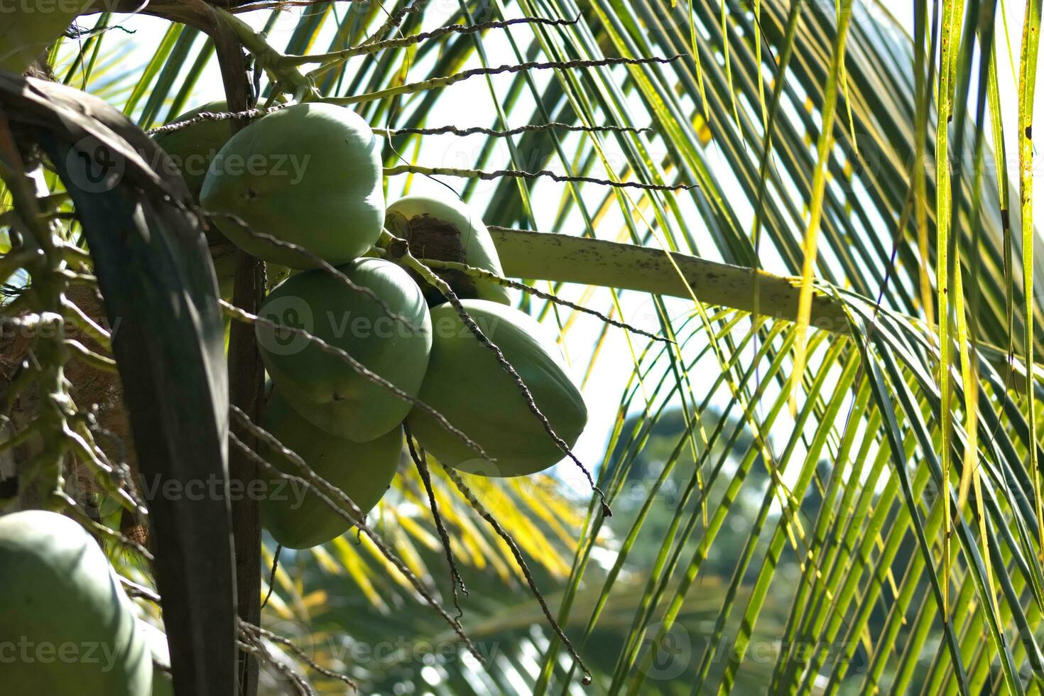 groen kokosnoten Aan tropisch boom 2 foto
