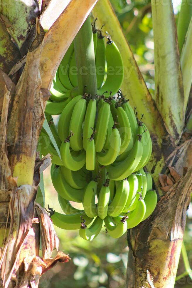 groen banaan bundel Aan boom 1 foto
