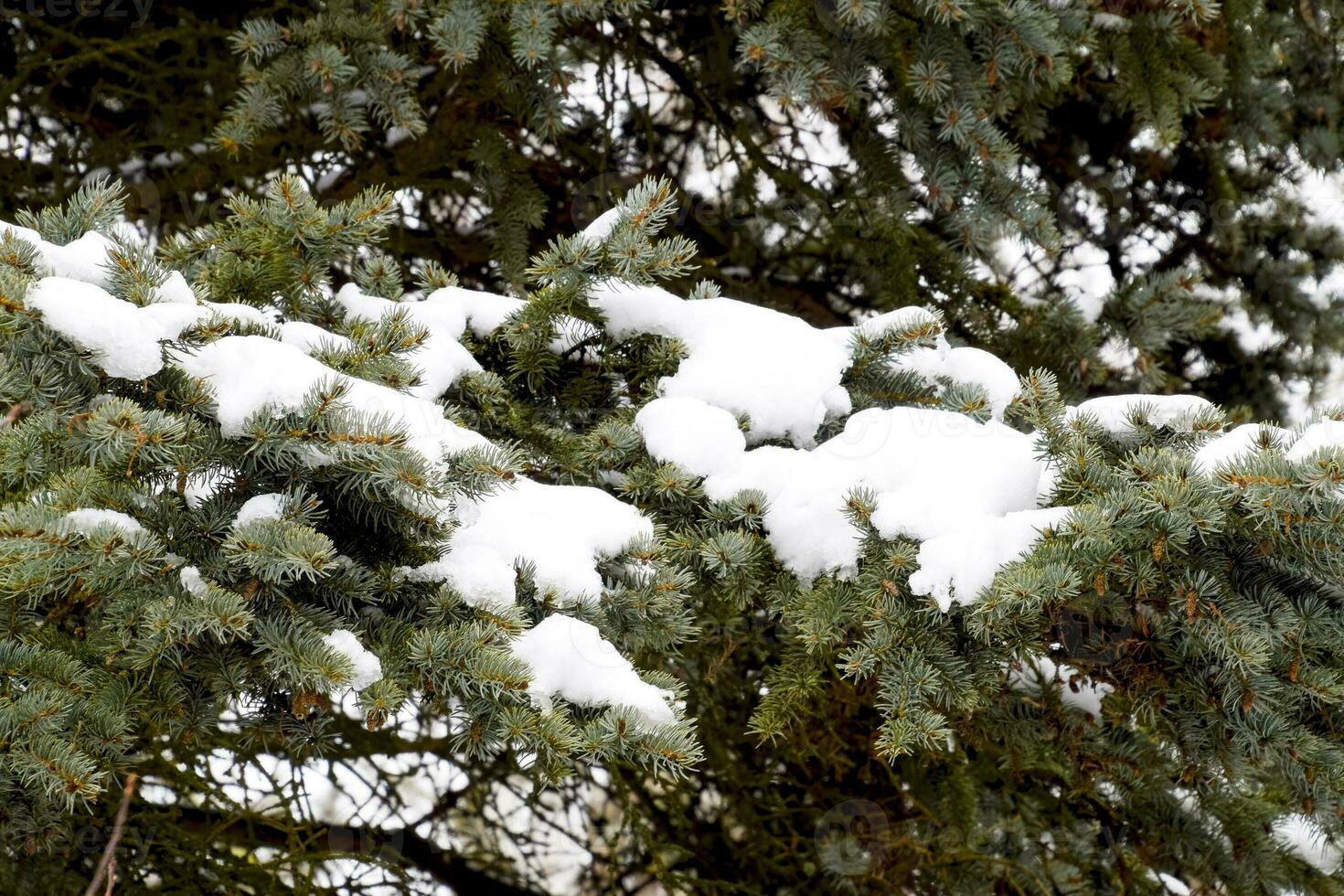 de takken waren spar, gedekt met sneeuw. winter in de taiga. foto