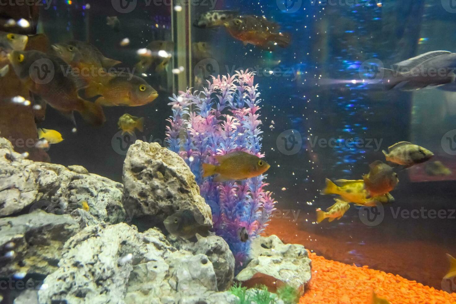 vis in de aquarium van aquarium, foto
