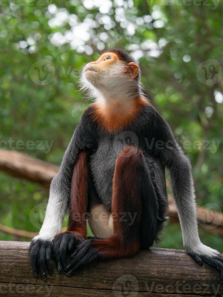 douc langur met rode schacht foto