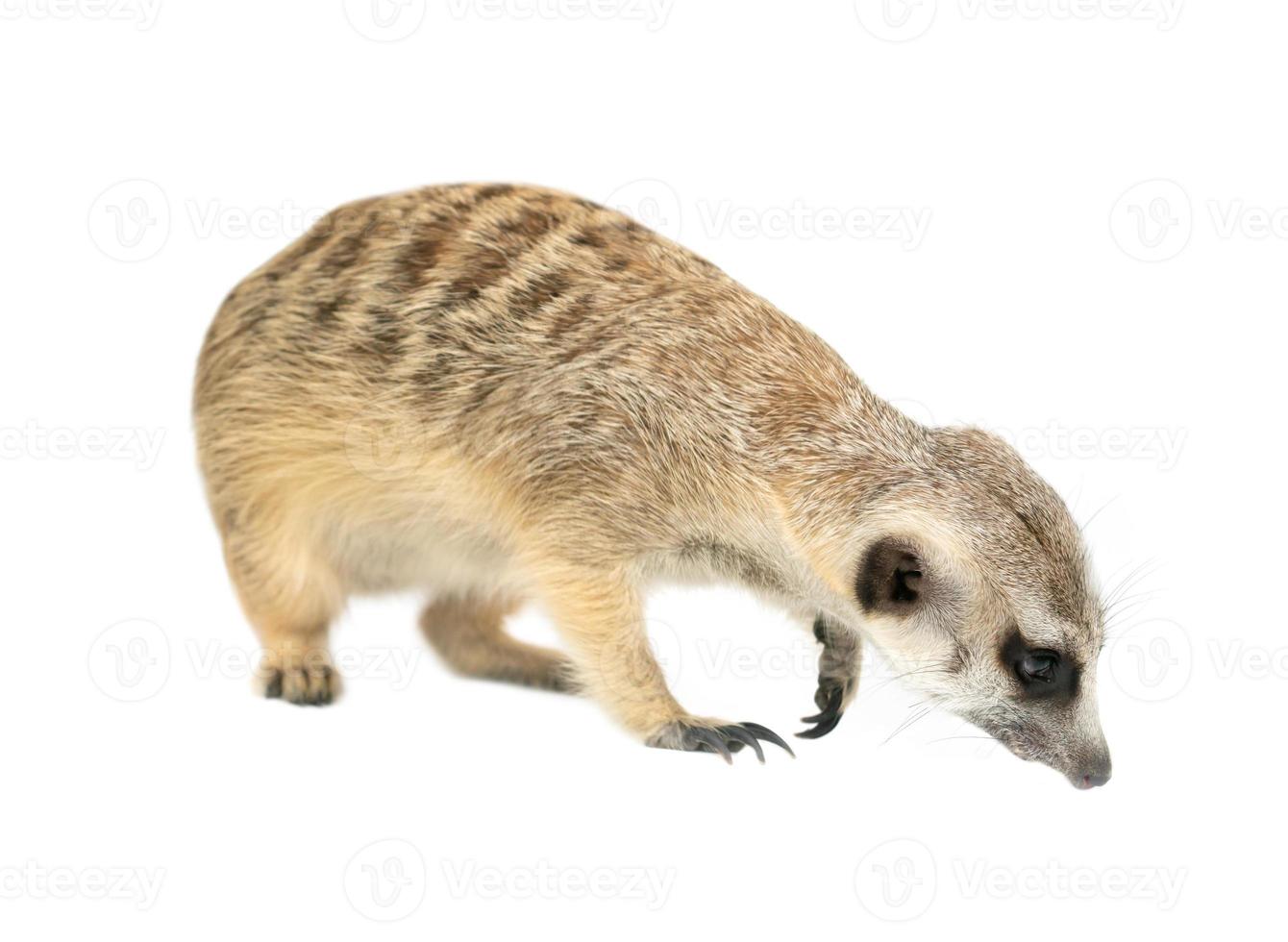 schattig stokstaartje suricata suricatta geïsoleerd foto