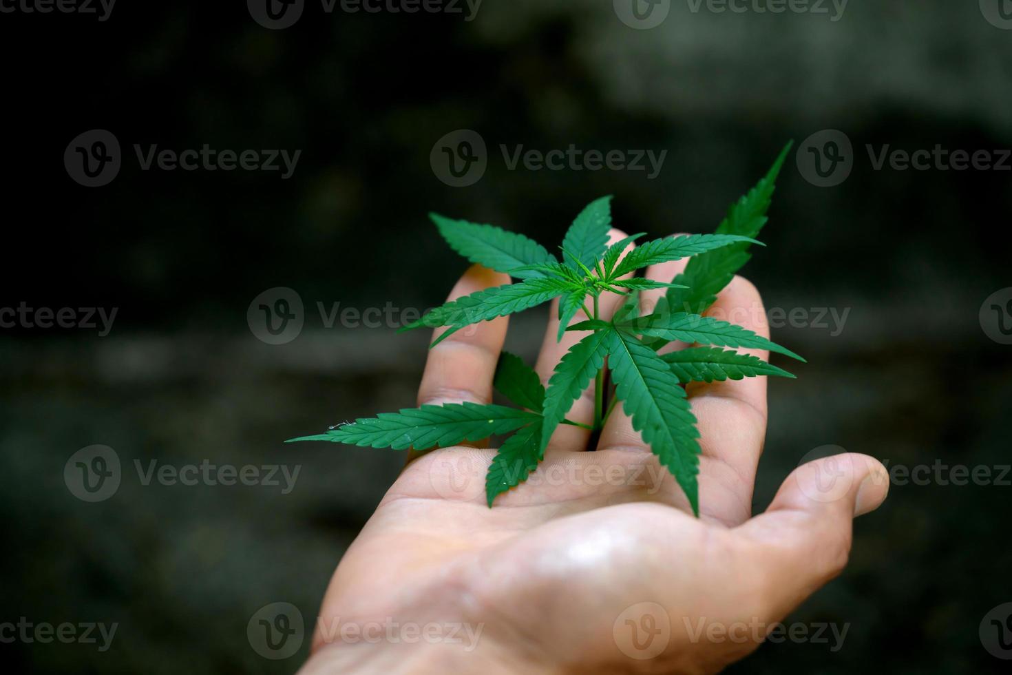 hand met marihuanabladeren foto