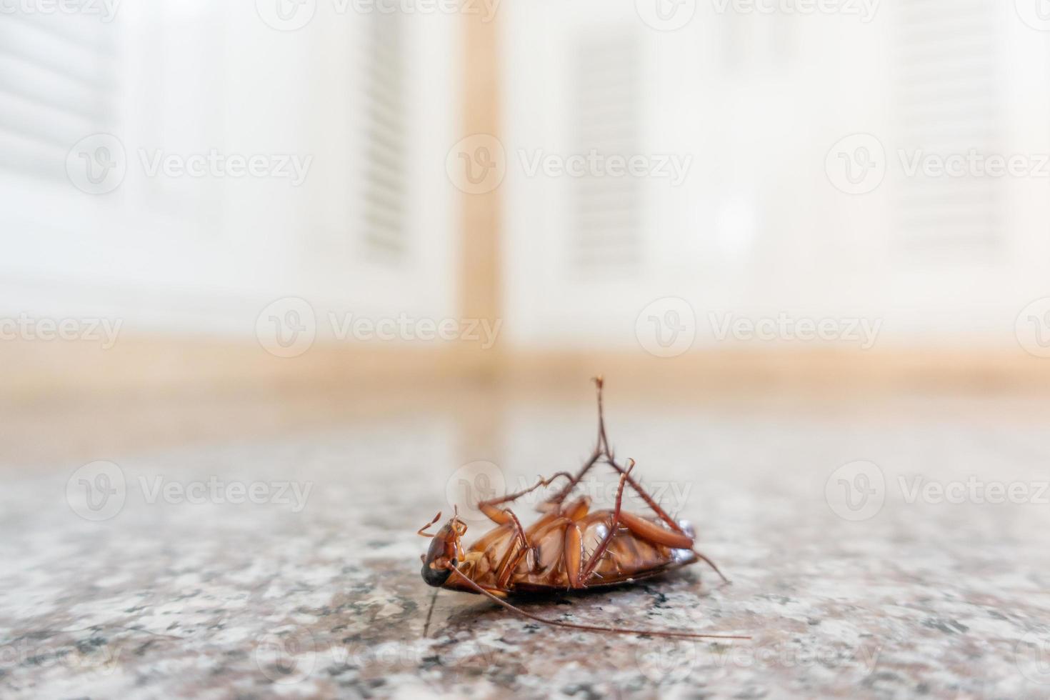 dode kakkerlak op vloer foto