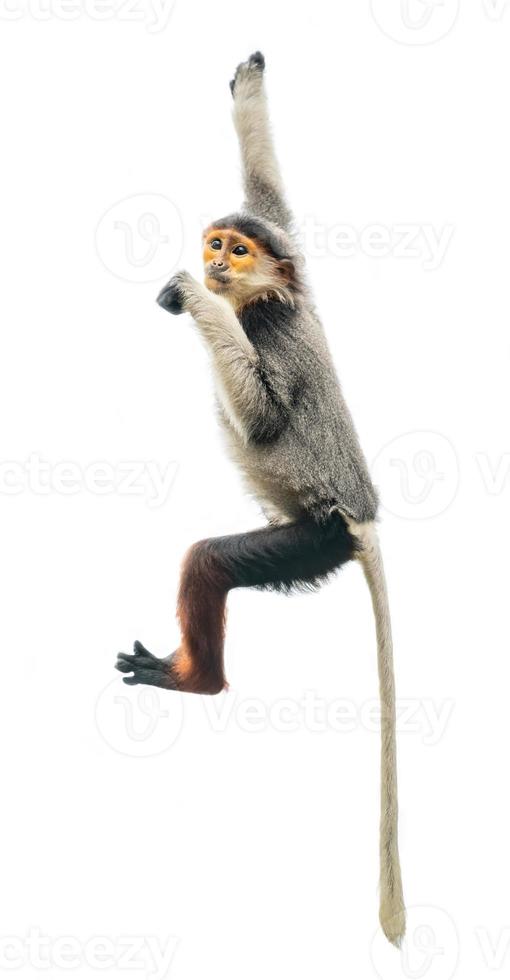 rode schacht douc langur geïsoleerd op een witte achtergrond foto