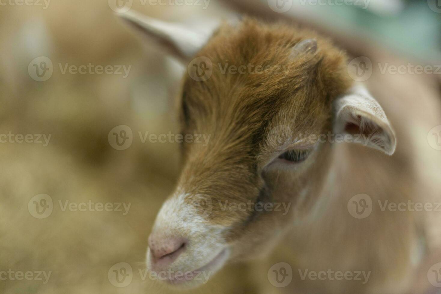 baby geit in de tonen kooi Scherm schuur rietje boerderij in de huisdier expo foto