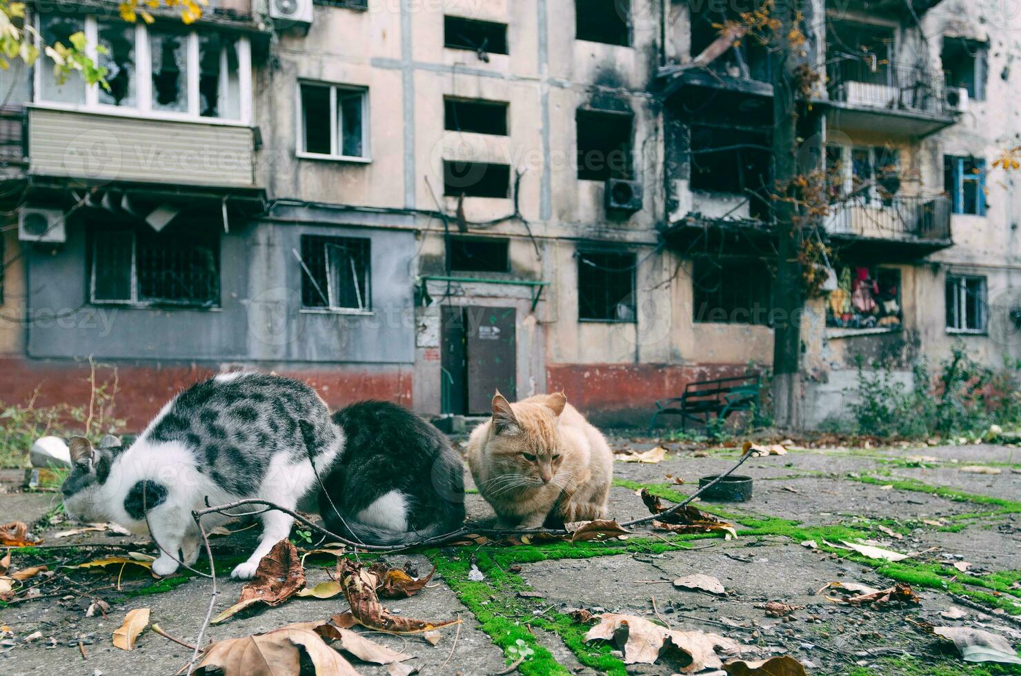 drie hongerig dakloos katten in de werf van een afgebrand gebouw in mariupol foto