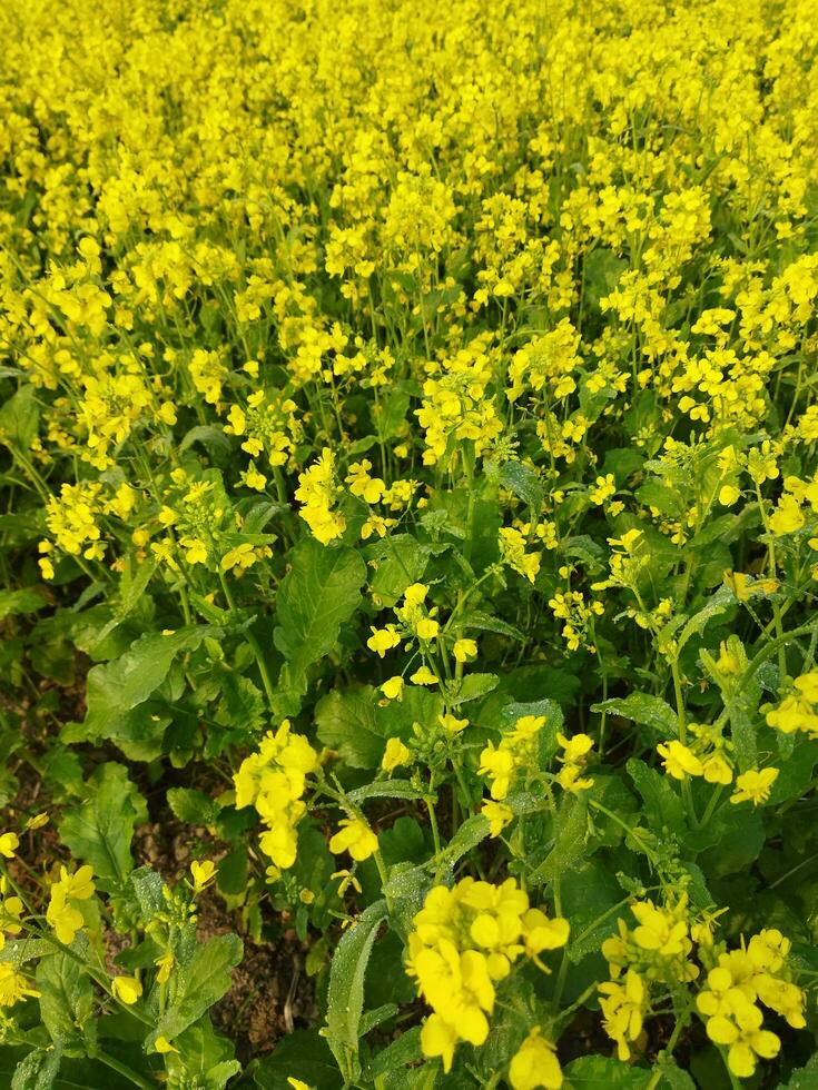 op zoek Bij de veld, het is net zo als een geel tapijt heeft geweest verspreiding aan de overkant de horizon. in de land- van de geel koning van mosterd bloemen, de oogst veld- is zoemend met de brommen van bijen verzamelen ho foto