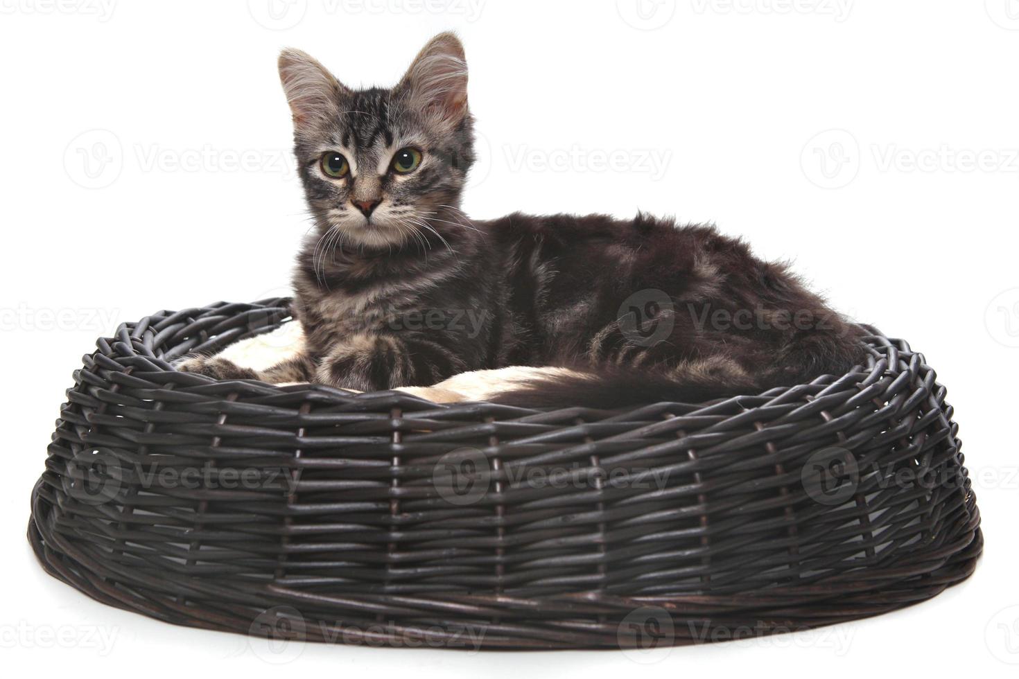 klein katje in een kattenbed foto