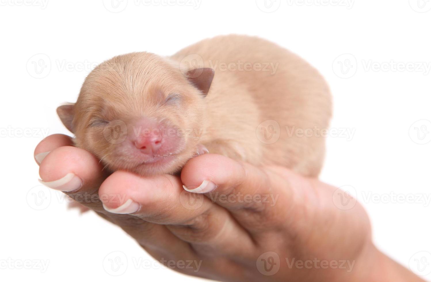 bruine Pommeren puppy hondje in de hand foto