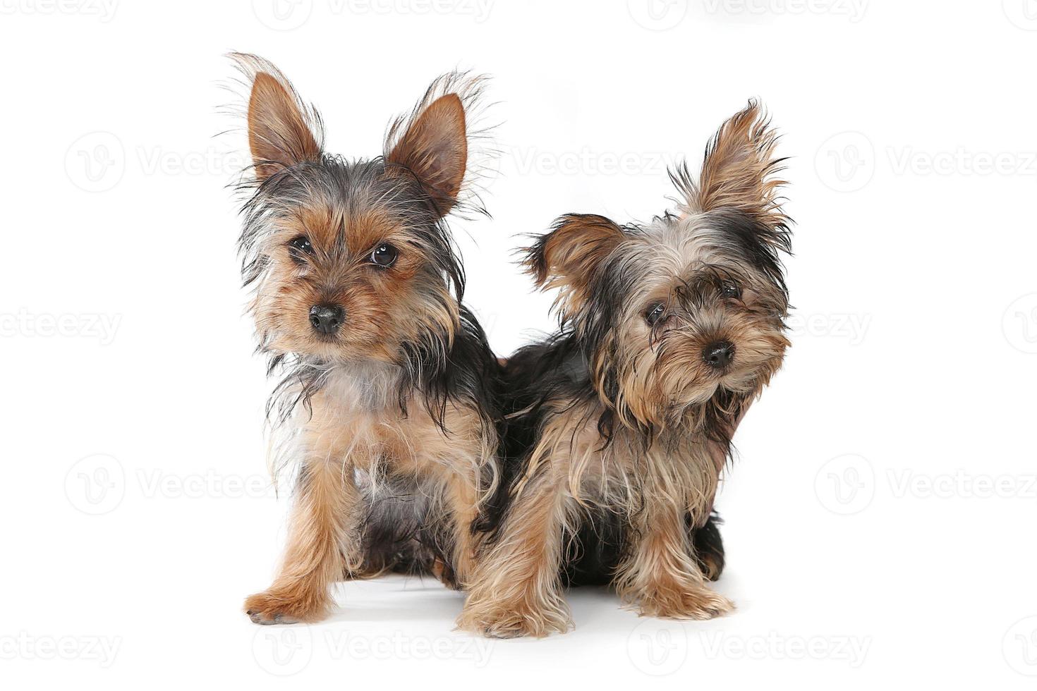 yorkshire terrier puppy's zittend op een witte achtergrond foto