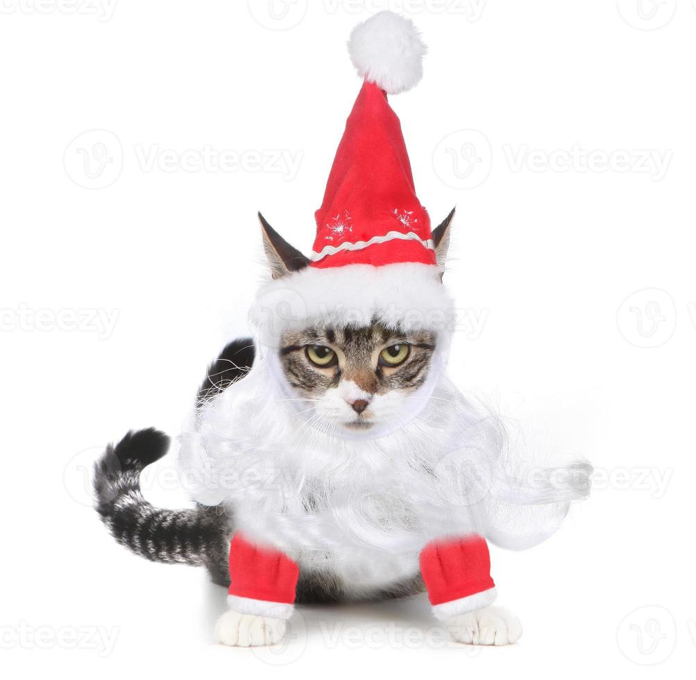 ongelukkig bah humbug santa kitten staren naar de kijker foto