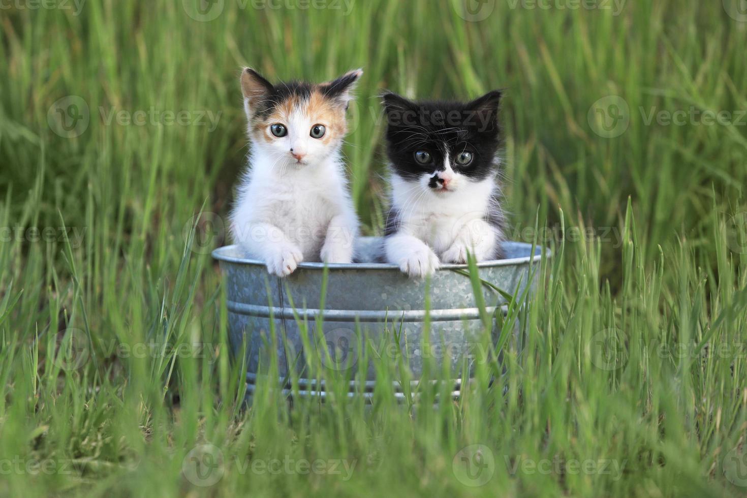 kittens buiten in hoog groen gras foto