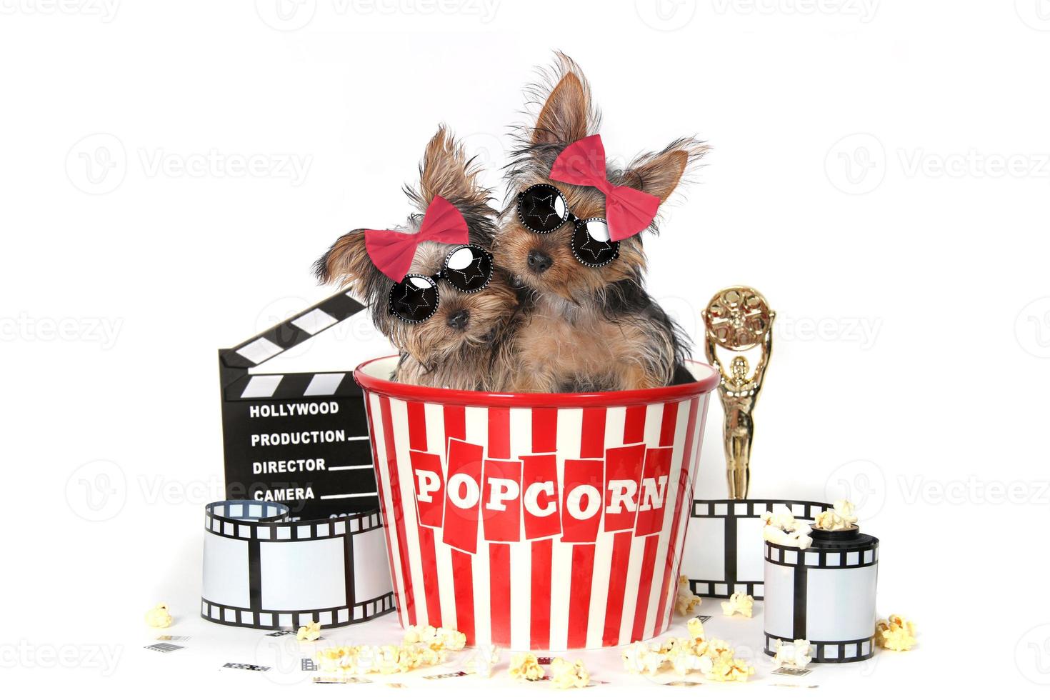 coole yorkshire terrier-puppy's die Hollywood-films vieren foto