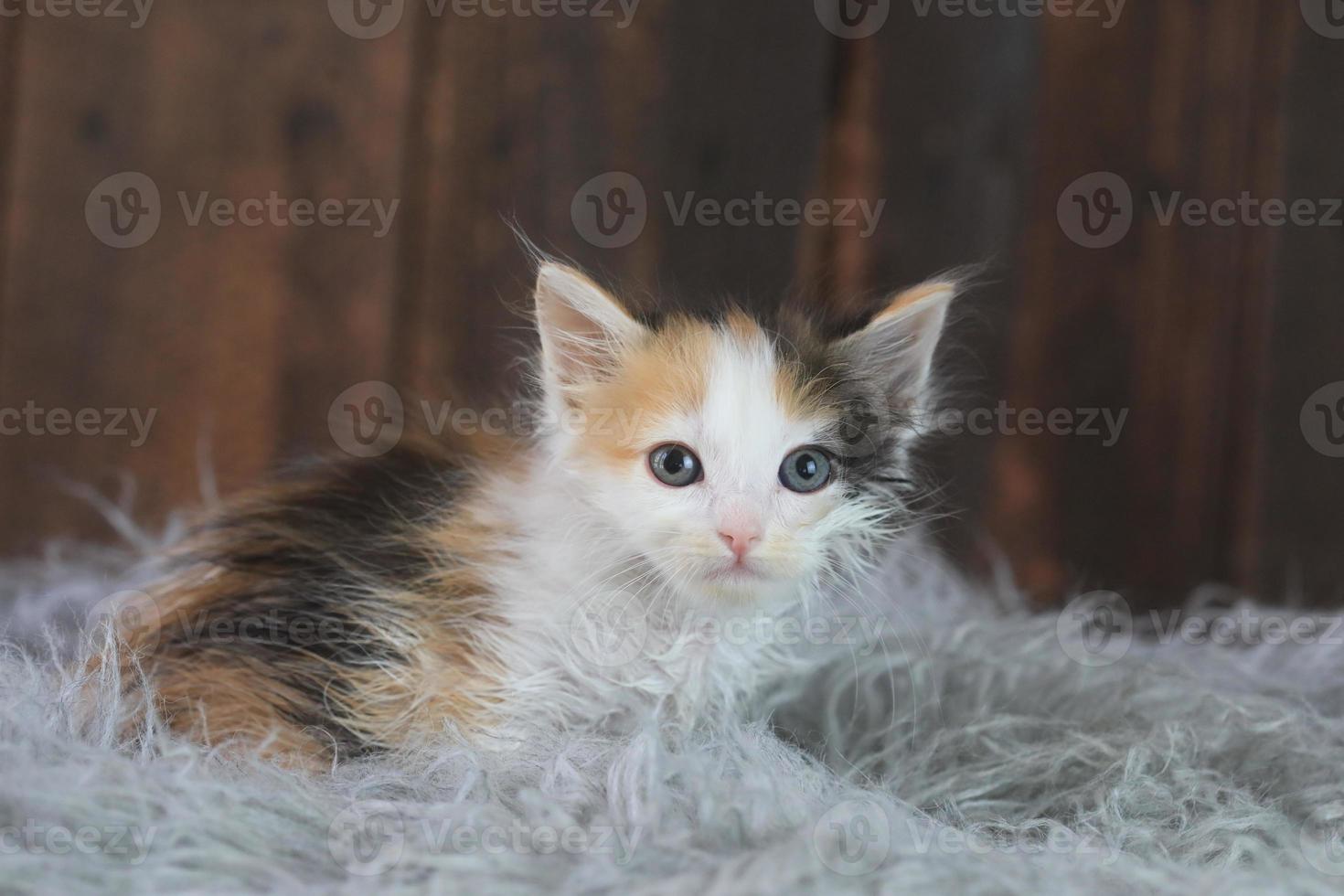 schattig lapjeskatje zittend op bont foto