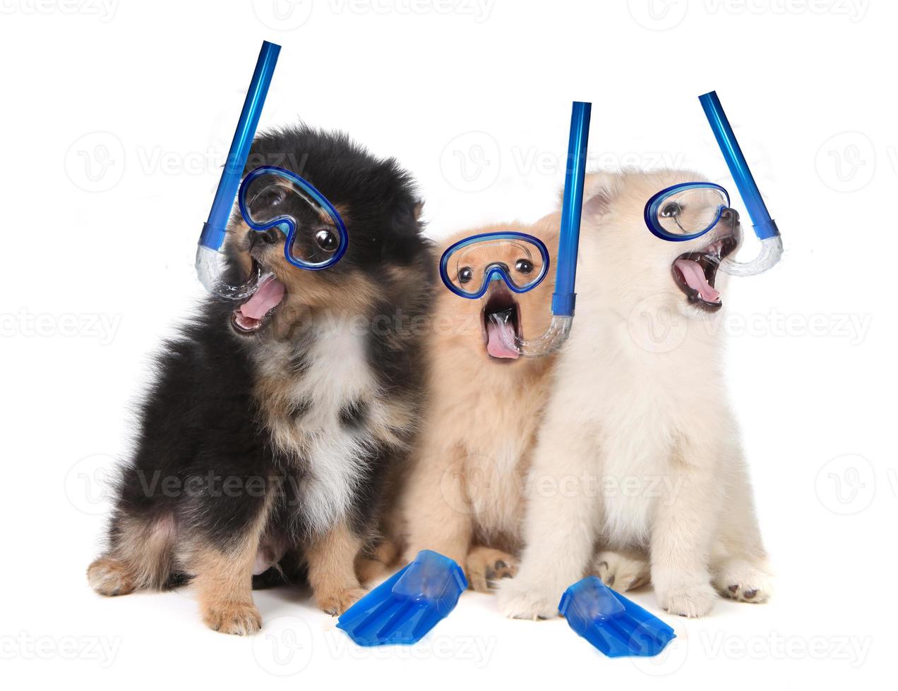 Pommeren puppy's die snorkeluitrusting dragen foto