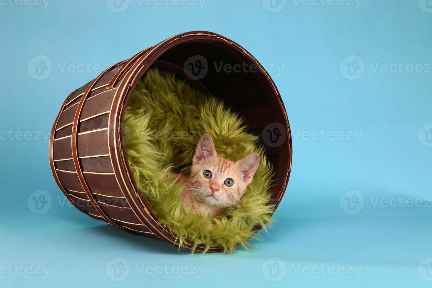 kleine oranje tabby kitten in studio foto