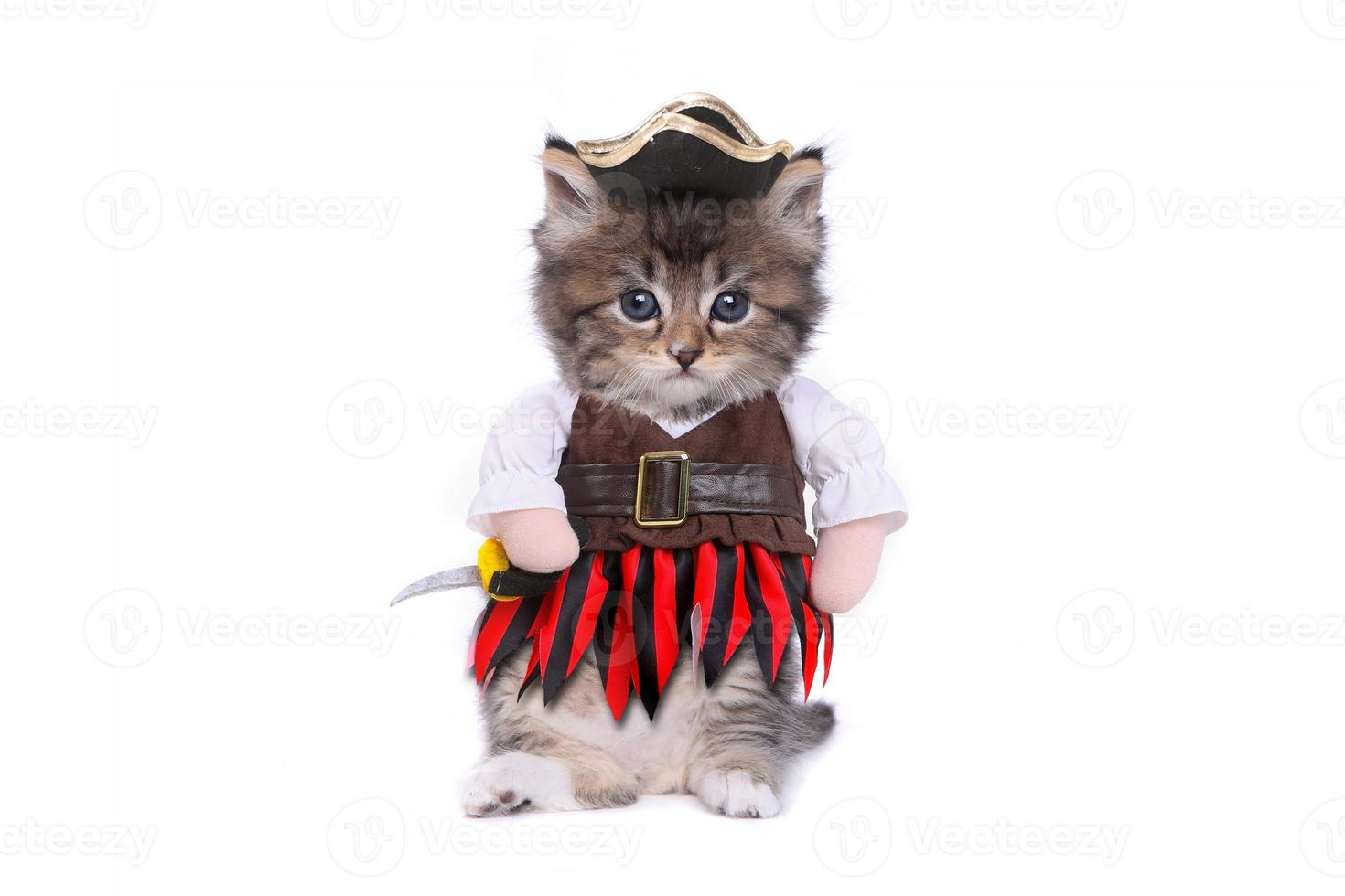 serieuze kitten in op piraten geïnspireerd kledingkostuum foto