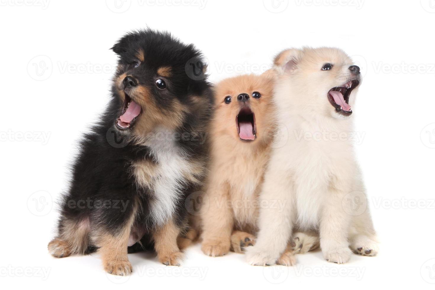 huilende zingende Pommeren puppy's op witte achtergrond foto