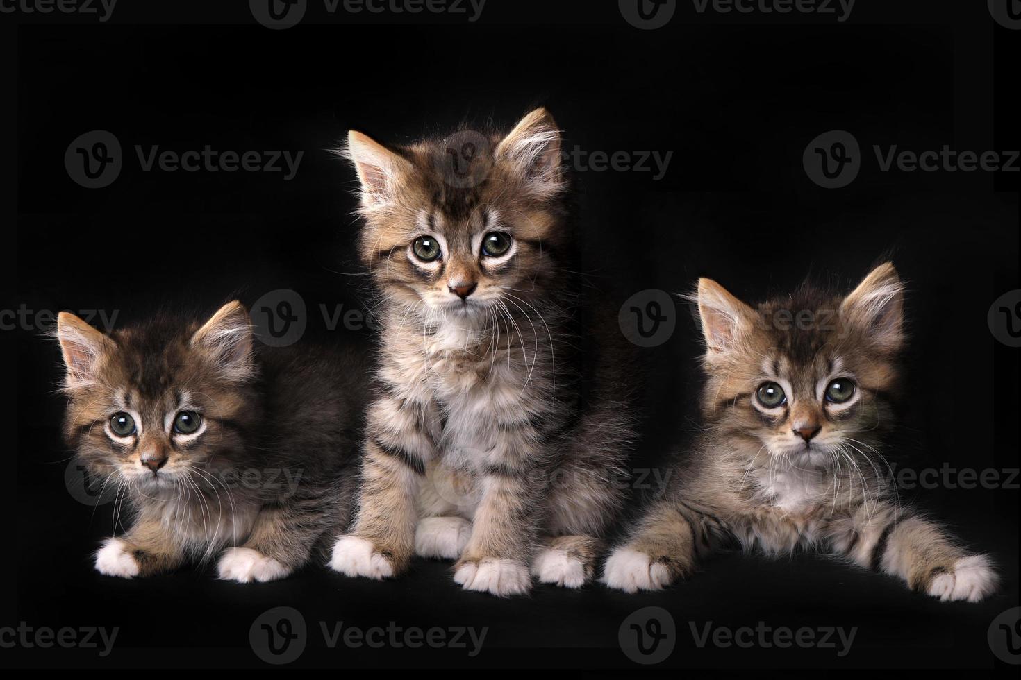 drie schattige maincoon-katjes met grote ogen foto