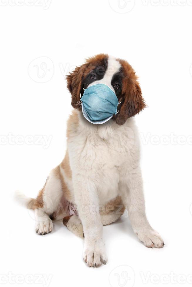 sint bernard puppy zittend met ppe-masker foto