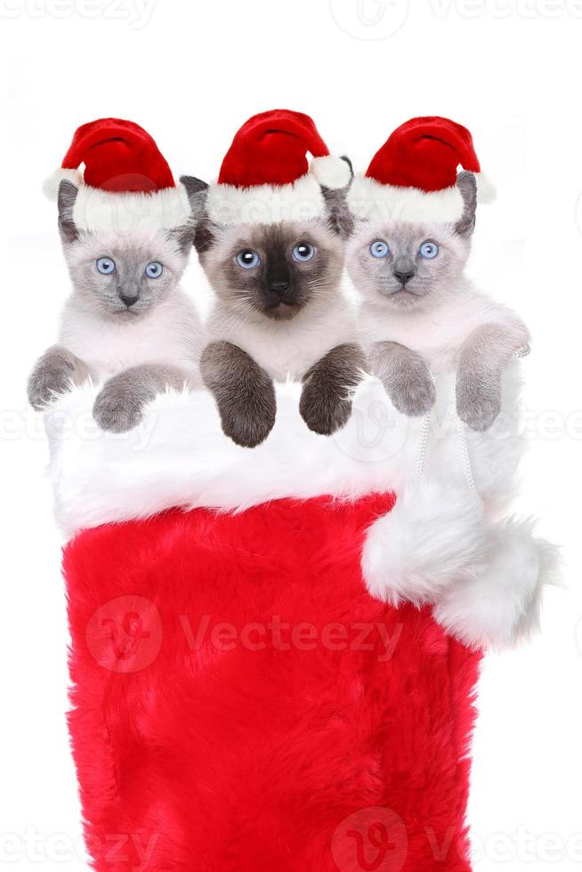 kittens in een kous met kerstmutsen foto