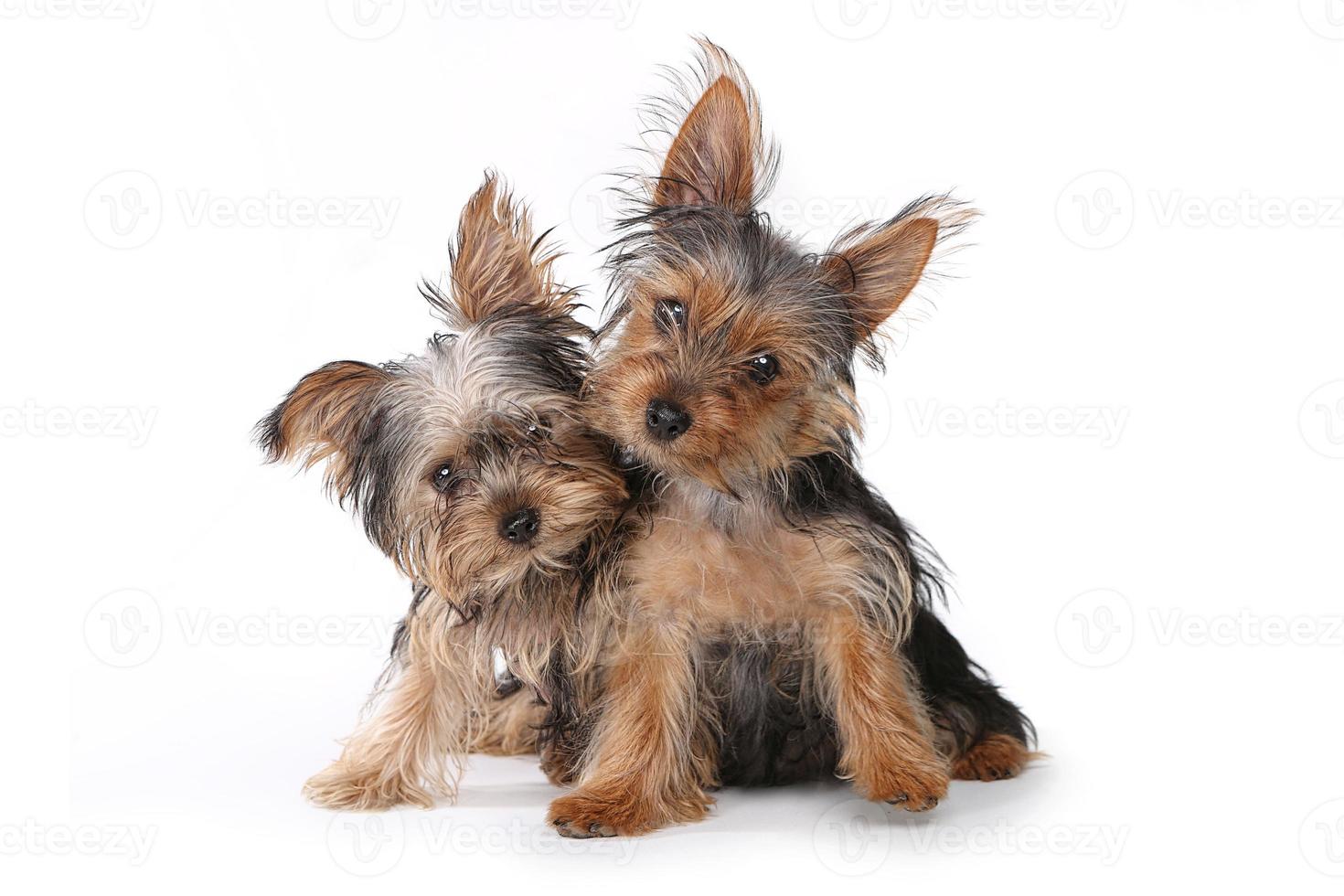 yorkshire terrier puppy's zittend op een witte achtergrond foto