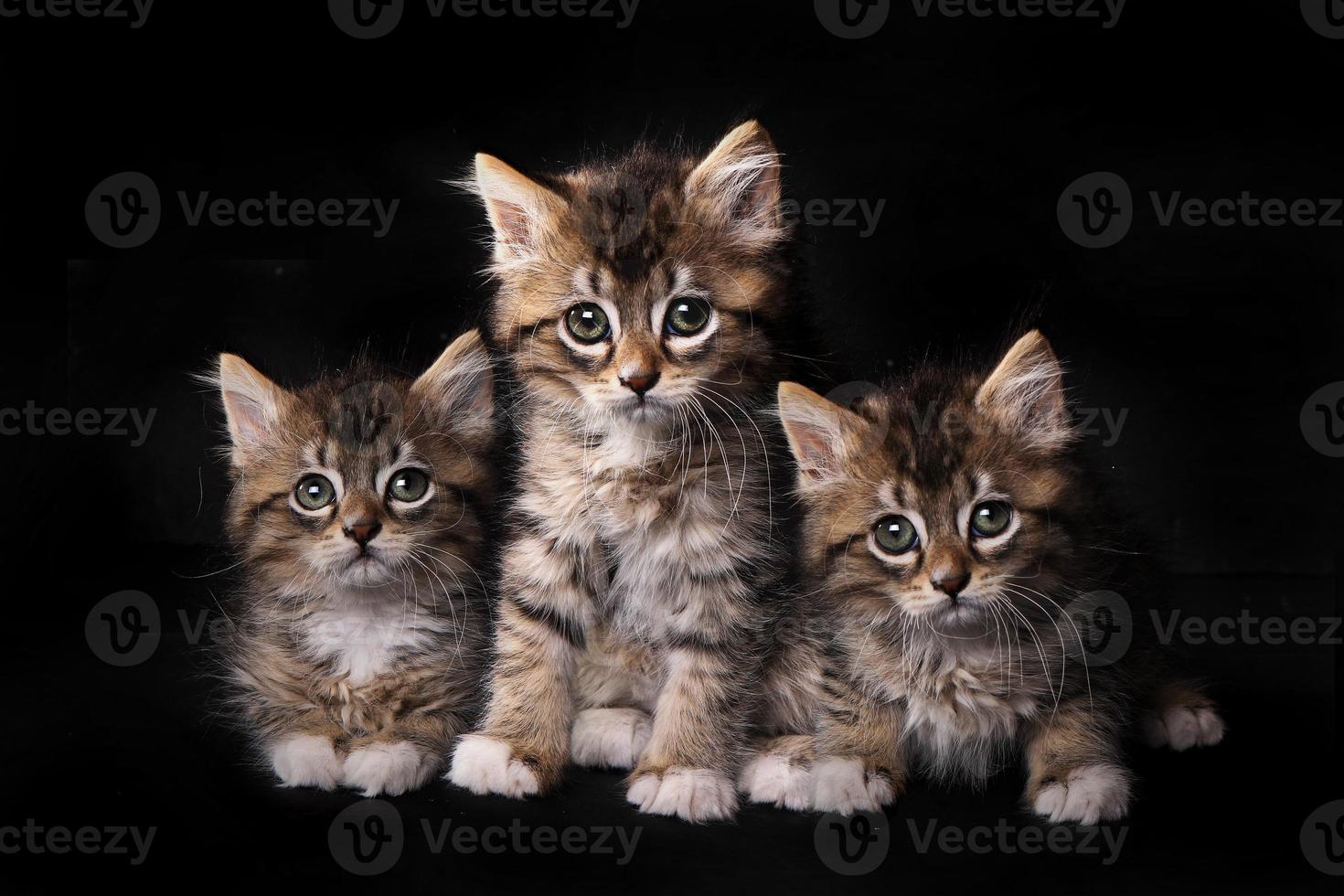 lieve schattige schattige kittens in afwachting van adoptie foto