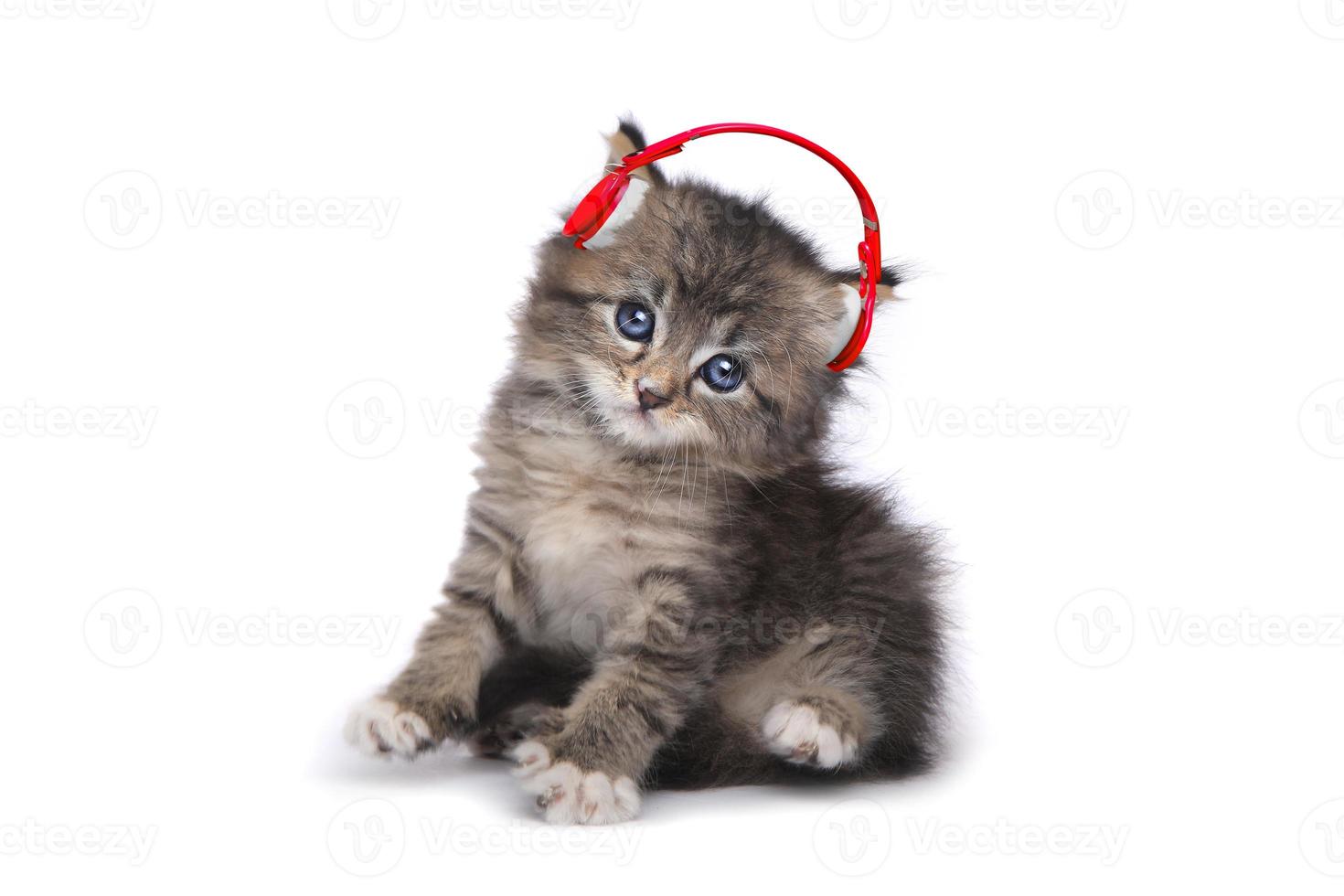 kitten op een witte achtergrond die naar muziek luistert foto