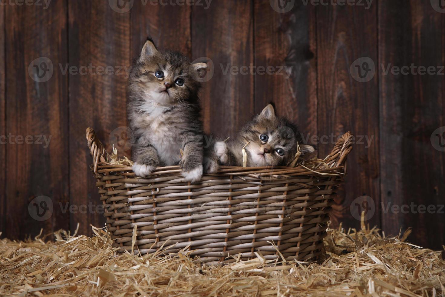 schattige schattige kittens in een schuur met hooi foto